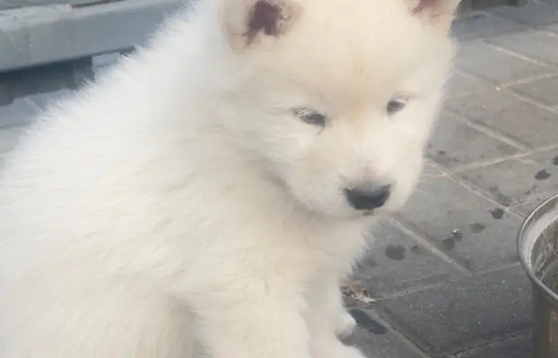 Alaskan Malamute 2