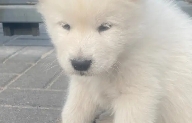 Alaskan Malamute 3