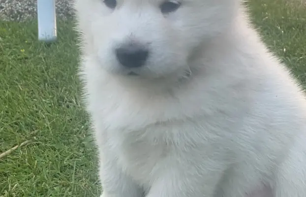 Alaskan Malamute 1