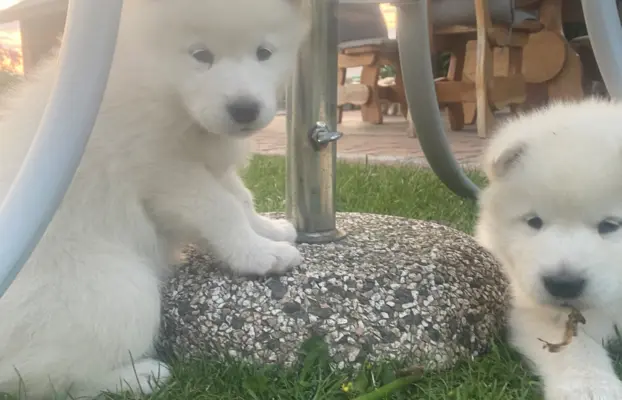Alaskan Malamute 4