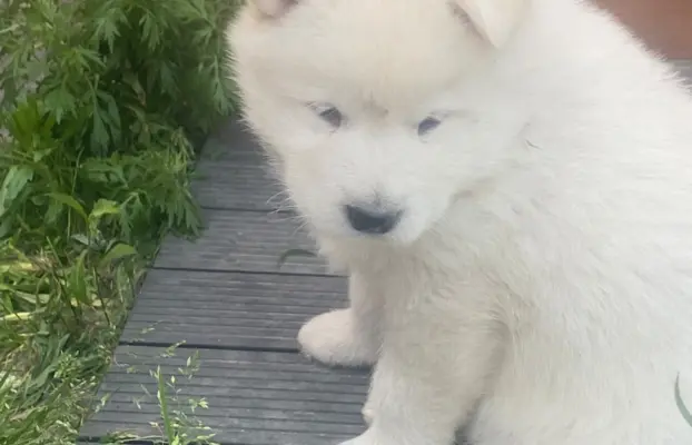 Alaskan Malamute 5