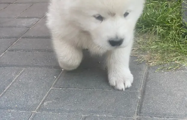 Alaskan Malamute 6