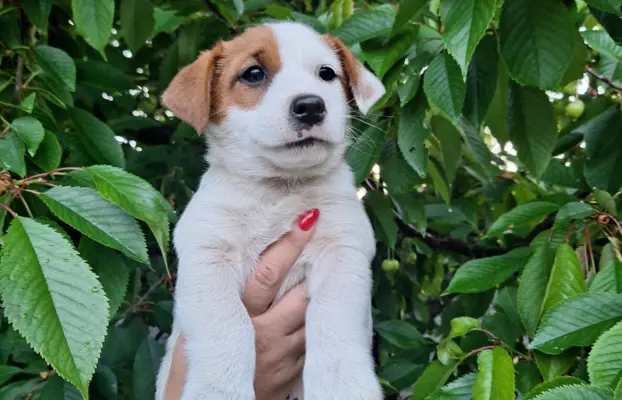 Szczeniak - Jack Russell Terrier 5