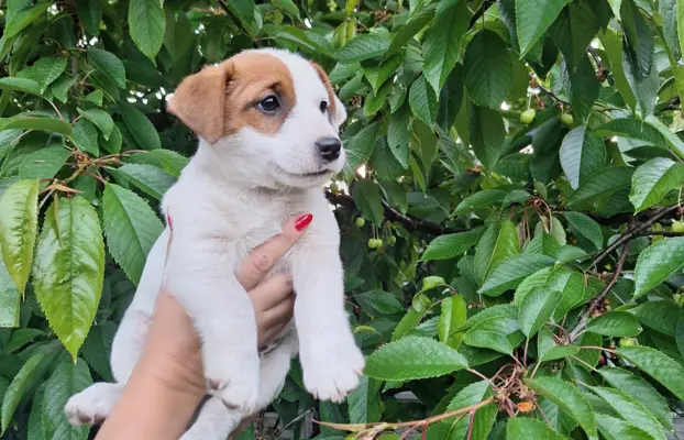 Szczeniak - Jack Russell Terrier 1