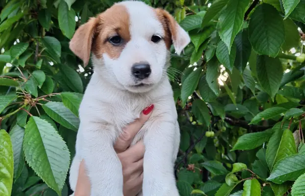 Szczeniak - Jack Russell Terrier 6