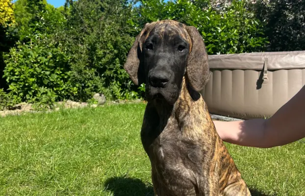 Dog niemiecki szczenięta 9