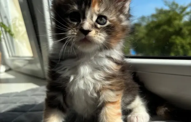 Maine Coon - kotka 1