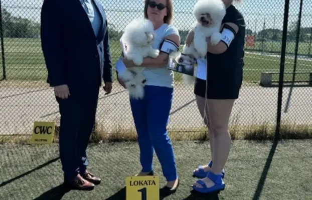 Bichon frise po MultiChampionie, 6