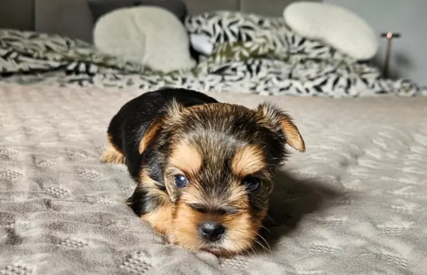 Miniaturka Yorkshire terrier 2