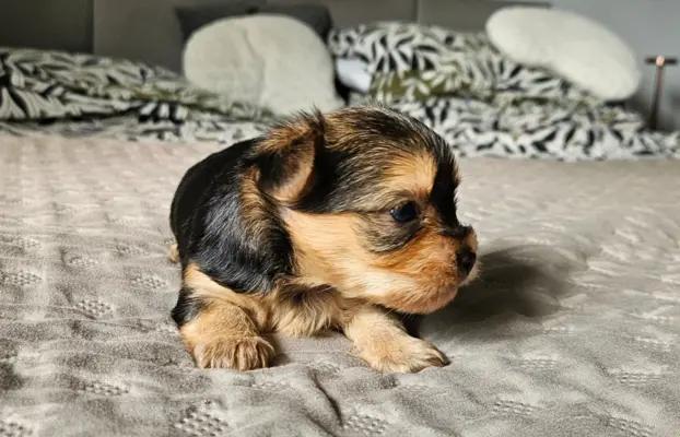 Miniaturka Yorkshire terrier 3
