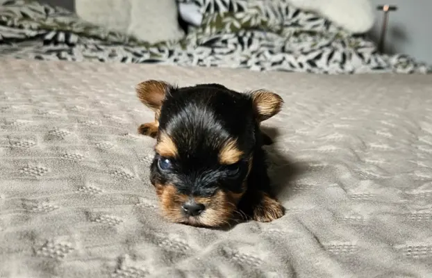 Miniaturka Yorkshire terrier 4