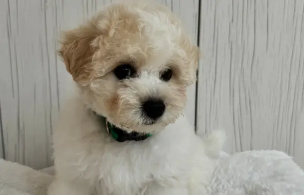 Bichon frise po MultiChampionie, 1