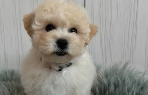 Bichon frise po MultiChampionie, 3