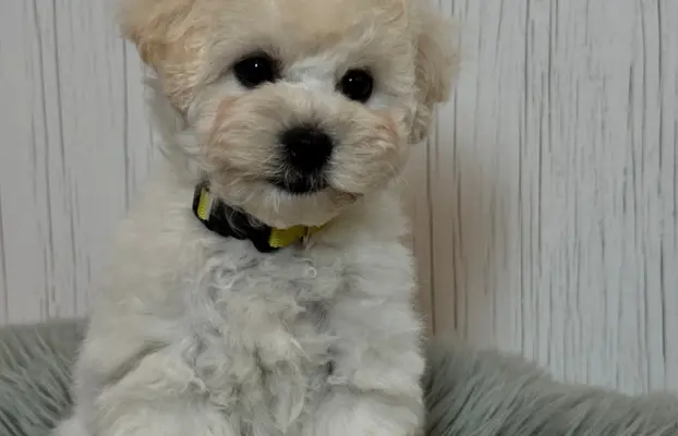 Bichon frise po MultiChampionie, 5