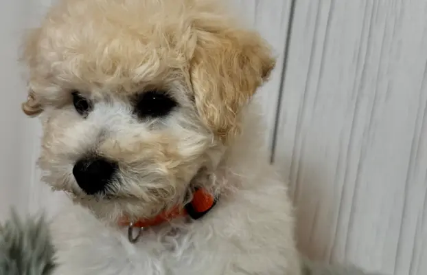 Bichon frise po MultiChampionie, 4