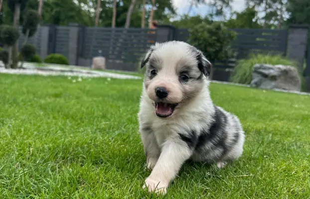 Border Collie szczeniaki FCI/ZKwP 1