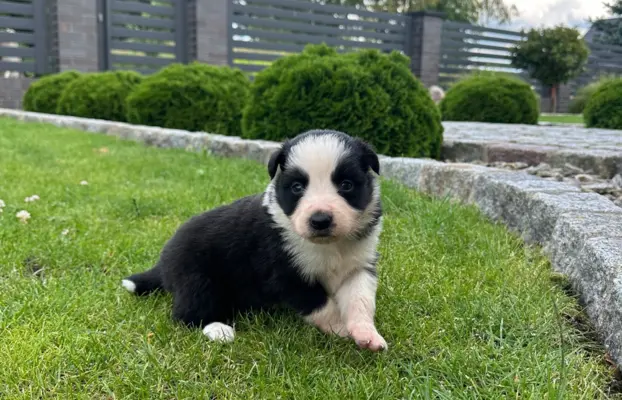 Border Collie szczeniaki FCI/ZKwP 2