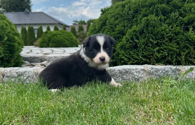 Border Collie szczeniaki FCI/ZKwP 3