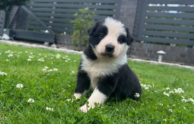 Border Collie szczeniaki FCI/ZKwP 4