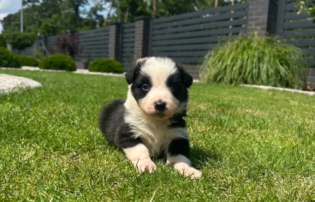 Border Collie szczeniaki FCI/ZKwP 5