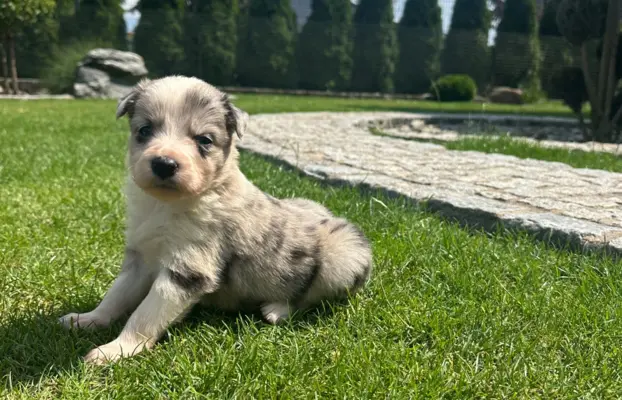 Border Collie szczeniaki FCI/ZKwP 7