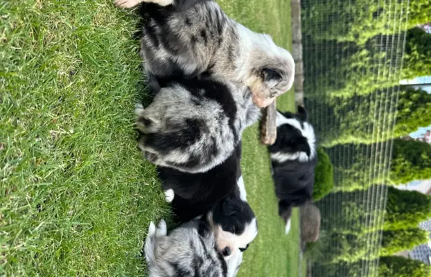 Border Collie szczeniaki FCI/ZKwP 8