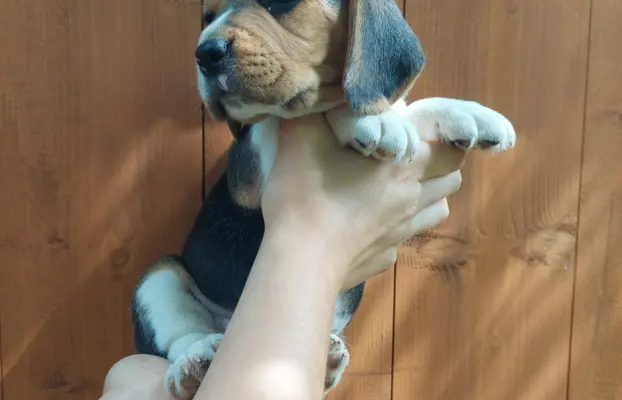 Szczeniaki beagle do rezerwacji 2