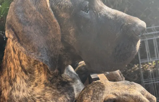 Dog niemiecki szczenięta 6