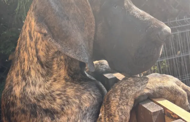 Dog niemiecki szczenięta 1