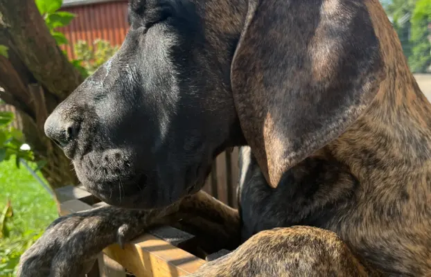 Dog niemiecki szczenięta 8