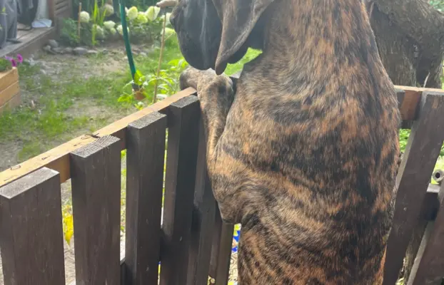 Dog niemiecki szczenięta 3
