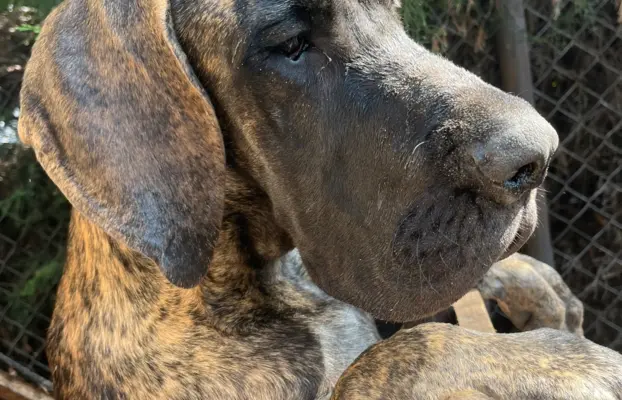Dog niemiecki szczenięta 7