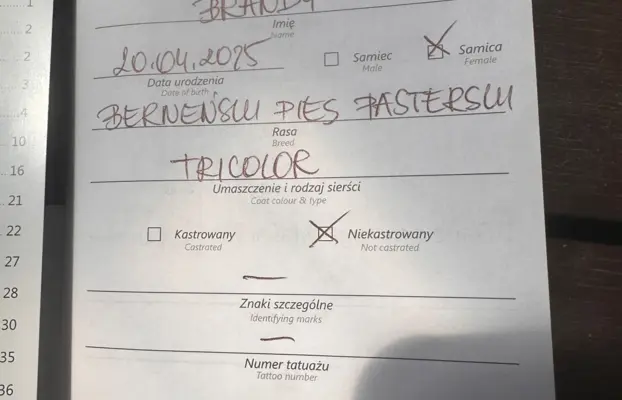 Szczenię Berneński Pies Pasterski Suczka BRANDY 4