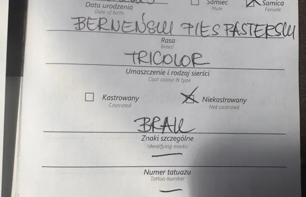 Szczenię Berneński Pies Pasterski Suczka BIRRA 3