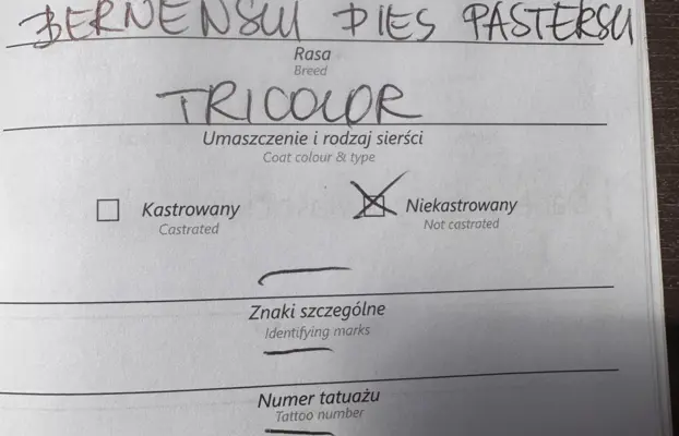 Szczenię Berneński Pies Pasterski Samiec BOMBAJ 4