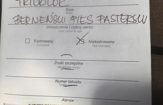 Szczenię Berneński Pies Pasterski Samiec BURBON 4