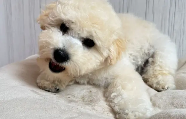 Bichon frise FCI ostatni piesek. 3