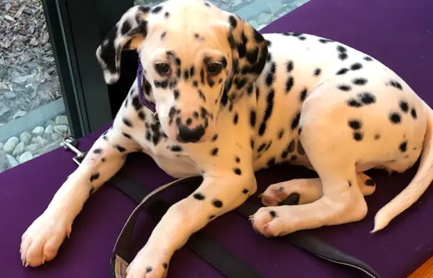 Dalmatyńczyk Szczeniak OKAZJA !!! 1