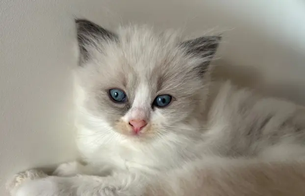 Ragdoll kotka Gaja 1