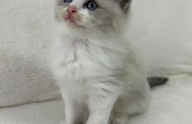 Ragdoll kotka Gaja 2