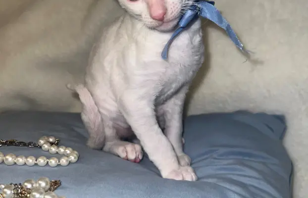 Cornish rex cudowny boy wyjątkowe oczy 3