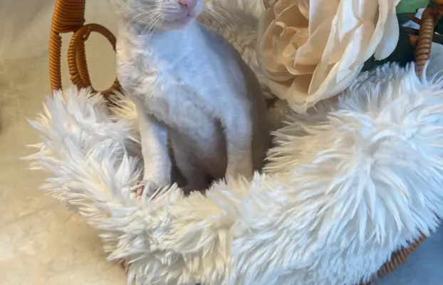 Cudowna kotka cornish rex błyskotka 3