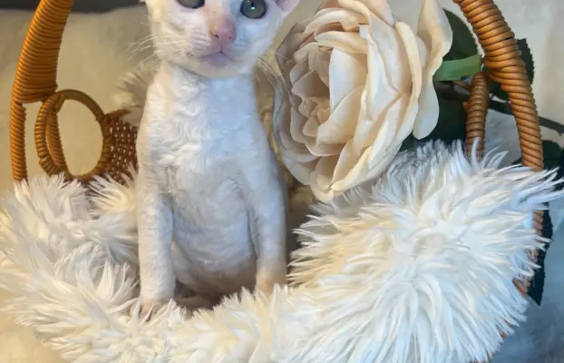 Cudowna kotka cornish rex błyskotka 1