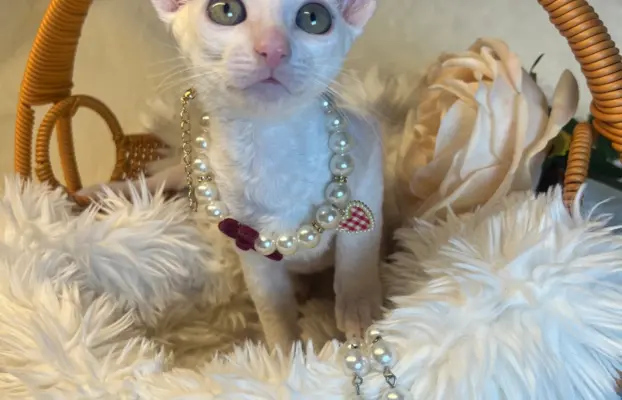 Cudowna kotka cornish rex błyskotka 4