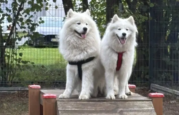 Szczenię Samoyed 4