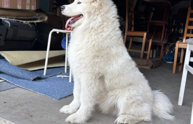 Szczenię Samoyed 1