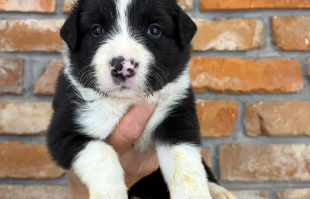 Border Collie szczeniaki 1