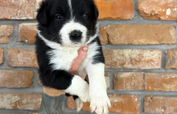 Border Collie szczeniaki 2