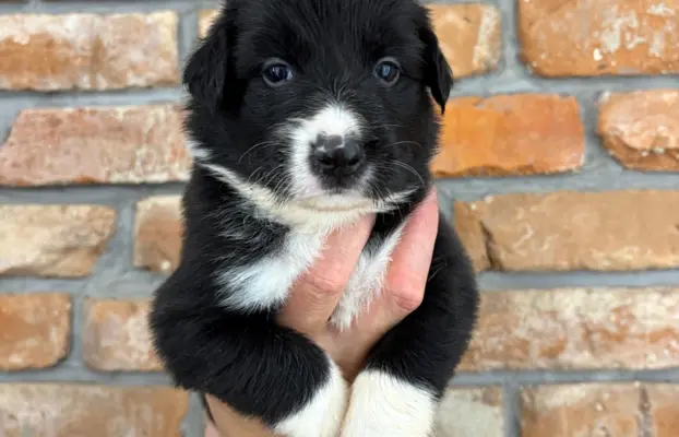 Border Collie szczeniaki 3