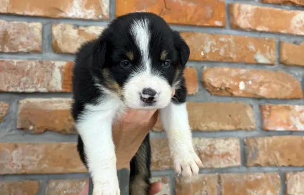 Border Collie szczeniaki 4